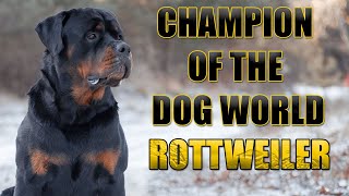 Champion of the Dog World Discover the Rottweiler Breed [upl. by Ecyaj]