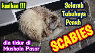 KUCING GANTENG YANG DI BUANG  SCABIES DI SELURUH TUBUHNYA [upl. by Hooper]