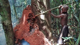 Baka Pygmies  Termite gathering and cooking [upl. by Dachy592]