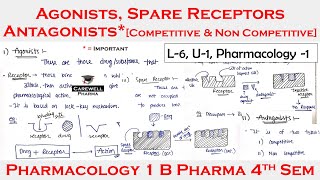 Agonists  Antagonist  Spare Receptors  L6 U1  pharmacology 4th semester [upl. by Idnod]