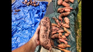 Sweet Potato Harvest 2024 Our VarietyAmendmentsHow We Keep Voles Away [upl. by Alroy]