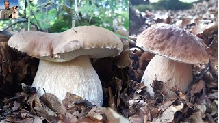 I funghi porcini giganti del parco dei cento laghi  settembre 2022 1 [upl. by Ahtanaram800]