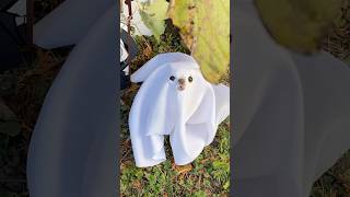 Listen to the TERRIFYING howl of the tiny cute ghost chihuahua Cedric 👻🐾🐶 ghost [upl. by Ano]