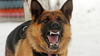 Dog Barking  Dog Sound  Dog Barking Sound  Dog Voice  Angry Dog Barking [upl. by Humble]