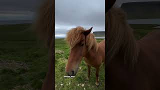 Icelandic horse [upl. by Riancho]