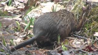 Muskrats [upl. by Obmar]