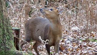 Muntjac Deer Bark amp Forage [upl. by Archibaldo]