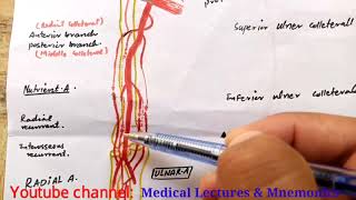 Brachial artery Anastomosis [upl. by Ynnel]