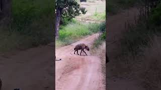 Leopard vs wild dog wildlife [upl. by Nylssej311]