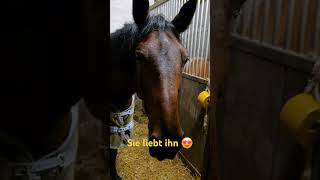 Nach dem Leckstein ist vor dem Leckstein pferde horse vlogsclusive [upl. by Macdermot365]