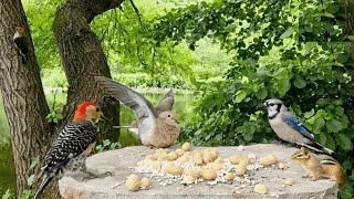 🔴 247 LIVE Birds amp Chipmunks by the Water Nature TV 🐱 Cat TV [upl. by Ailad]