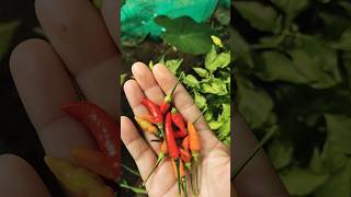 Harvesting fresh chillis for acharfiringi jolokiamy kitchen gardenyoutubeshorts [upl. by Pain]