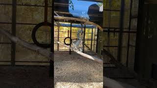 How can Lemurs keep their tails up all the time😜torontozoo wildlife viralvideo fyp shortvideo [upl. by Arahsat]