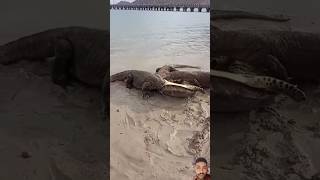 komodo dragon 😨😱🥶 komodo drawing janwar animals video shorts short vlog life jangle [upl. by Wetzell]