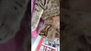 kitti cat catlover kittty catcat cute kittey viralvideo reels [upl. by Demeter]