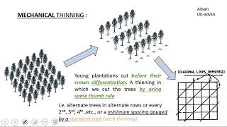 20 RPSCACF 2020  Silviculture  Tending operation Plantation forestry [upl. by End]