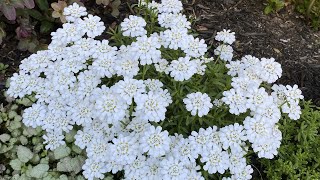 Candytuft Iberis Sempervirens Cut Back After Blooms May 22 2023 [upl. by Erasmo]