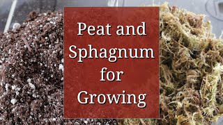 What To Know Before Using Sphagnum Moss Peat Moss for your Houseplants [upl. by Harim]