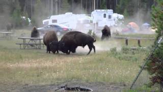 Combat Bison camping Yellowstone Aout 2010 [upl. by Rocker]