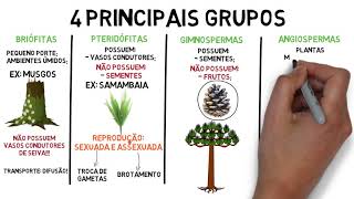 Resumo sobre o Reino Plantae  botânica [upl. by Young]