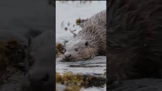 Interesting facts about Eurasian Otters [upl. by Marcille141]