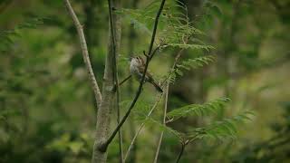 Sony FX30 Bewicks Wren Cinematic Film northvancouver pnw cinematic birds wildlifephotography [upl. by Anilesor]