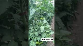 High early yield tomato Paronset F1 from Syngenta greenhouse tomato domates помидор [upl. by Mw]