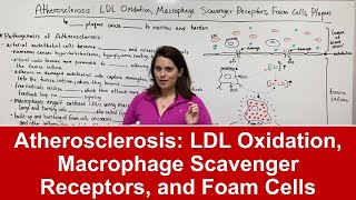 Atherosclerosis Pathogenesis LDL Oxidation Macrophage Scavenger Receptors Foam Cells amp Plaques [upl. by Ciredor]