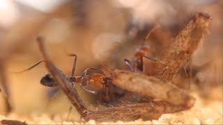 My Meat Ant Colony Iridomyrmex purpureus [upl. by Gennifer]