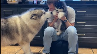 Giant Husky Meets New Puppy For The First Time Cutest Ever [upl. by Ellerret]