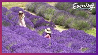 The Sequim Lavender Festival is back and in full bloom [upl. by Risan13]