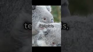 koala parte 2 curiosidades panda fatoscuriosos koala [upl. by Modestine337]