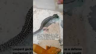 Autotomy 🧿 animallover gecko geckolove leopardgecko tokek livefeeding 壁虎 도마뱀 ヤモリ cute [upl. by Silverstein124]