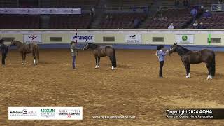 2024 AQHA Amateur Performance Halter Stallions World Champion [upl. by Tepper]