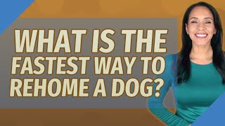 What is the fastest way to rehome a dog [upl. by Neetsyrk673]