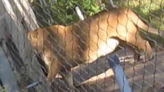 Lioness Savannah Scratching Door amp Lion Leroy has trouble walking [upl. by Anaila]