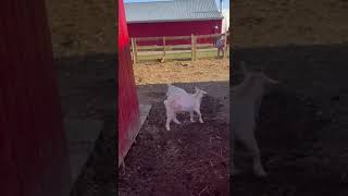 Farm Fun Baby Enjoys Goat Playtime shortscute [upl. by Draper982]