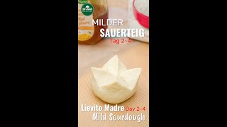 SAUERTEIG Füttern  Milder Sauerteig  Lievito Madre Tag 2  4 [upl. by Sax]