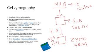 zymography [upl. by Oilegor242]