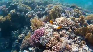 schnorcheln  snorkeling Gassous Bay  Safaga  Ägypten  egypt  red sea coral sun beach F021217 [upl. by Chapa]