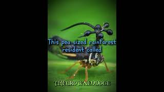 Brazilian treehopper 🫛 x Mahoraga edit [upl. by Hainahpez]