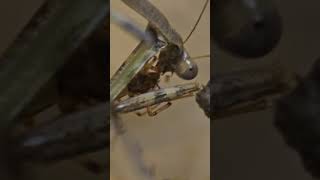 Mantis religiosa having dinner texas mantis dinner spider insects viral [upl. by Gianina]