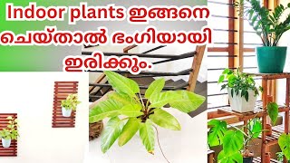 Indoor plants decorationindoor plants malayalambest indoor plantsMarine flavoursPlants malayalam [upl. by Ahsinra]