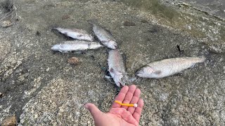 Lake Hemet  trout fishing with mice tail windy day [upl. by Gladi440]