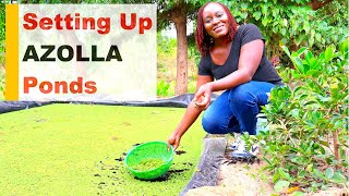 Azolla Farming  Easy Way to Set Up Azolla Ponds [upl. by Geirk976]