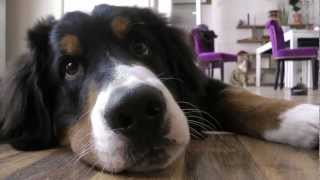 Hund und Kater spielen und lecken sich Berner Sennen Hermann  Videotagebuch Teil 5 [upl. by Aday]