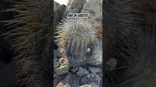 Copiapoa dealbata grown in cultivation vs the wild 🤩 Never buy poached cacti 🌵💚 [upl. by Atinas]