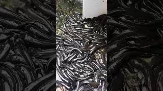 hasil pemijahan ikan gabuschanna striata short [upl. by Smitt]