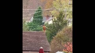 RedShouldered Hawk [upl. by Gombach]