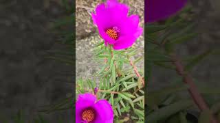 Moss Rose  Part 1 [upl. by Maribeth]